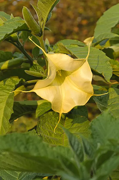488143 - Golden angel's trumpet (Brugmansia aurea)