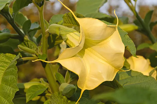 488144 - Golden angel's trumpet (Brugmansia aurea)