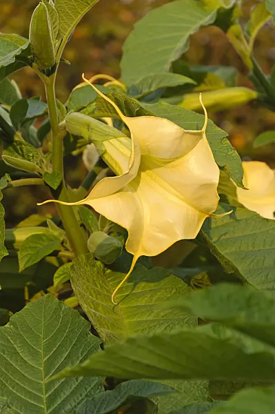 488145 - Golden angel's trumpet (Brugmansia aurea)