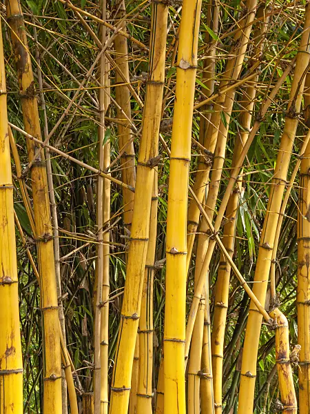 411265 - Golden bamboo (Bambusa vulgaris)