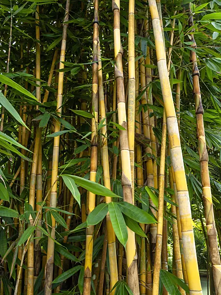 434114 - Golden bamboo (Bambusa vulgaris)