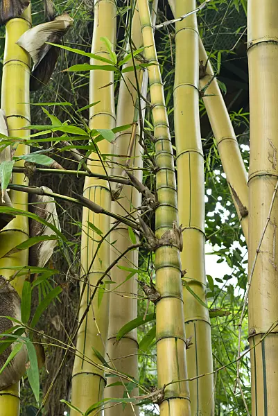 554018 - Golden bamboo (Bambusa vulgaris)