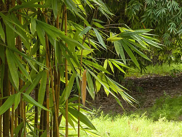 434214 - Golden bamboo (Bambusa vulgaris 'Vittata')