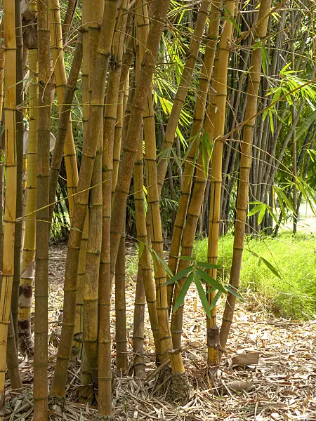 434216 - Golden bamboo (Bambusa vulgaris 'Vittata')