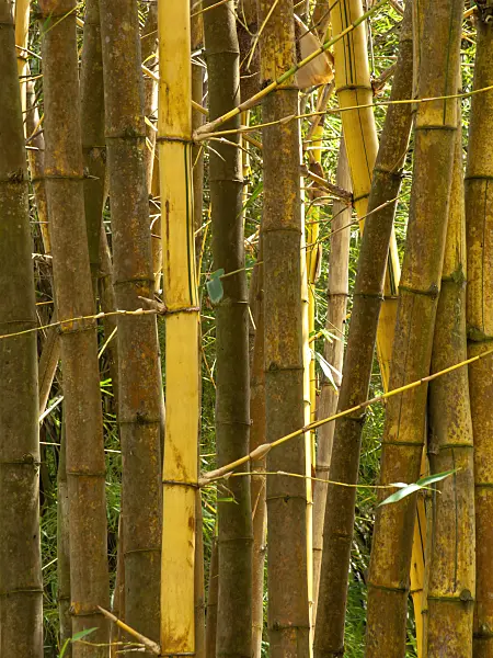 434394 - Golden bamboo (Bambusa vulgaris 'Vittata')