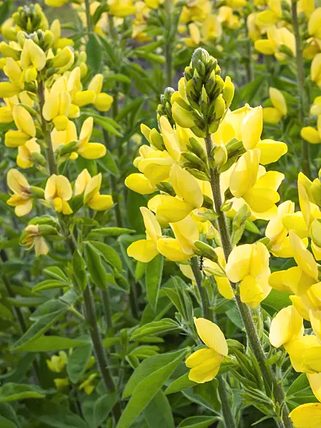 412061 - Golden banner (Thermopsis lanceolata)