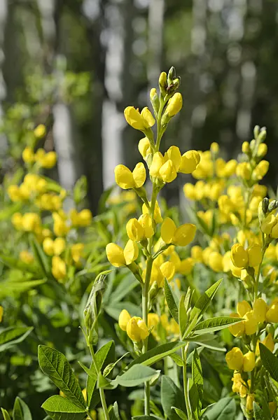 508338 - Golden banner (Thermopsis montana)