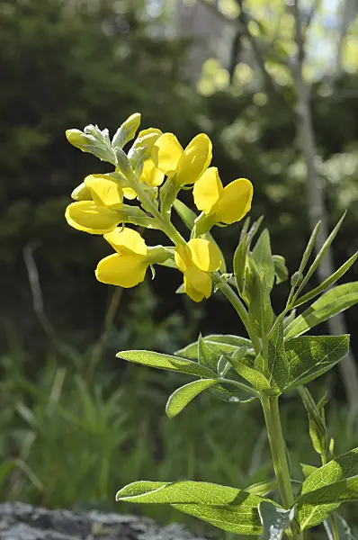 508358 - Golden banner (Thermopsis montana)