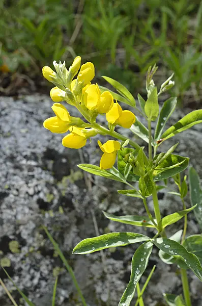 508359 - Golden banner (Thermopsis montana)