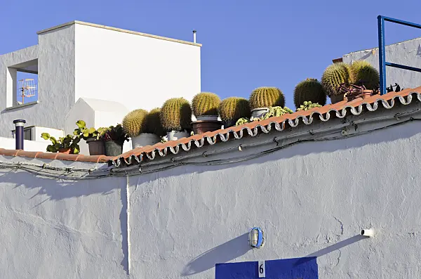 564208 - Golden barrel cacti (Echinocactus grusonii) in a roof garden,, Puerto de las Nieves, Gran Canaria, Spain