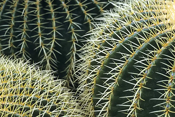 385012 - Golden barrel cactus (Echinocactus grusonii)