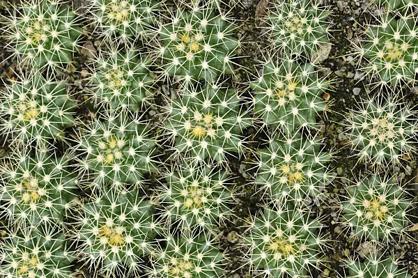 474202 - Golden barrel cactus (Echinocactus grusonii)