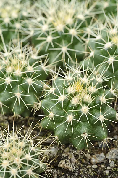 474203 - Golden barrel cactus (Echinocactus grusonii)
