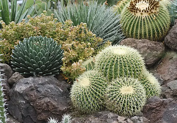 454025 - Golden barrel cactus (Echinocactus grusonii) in a cactus garden between rocks