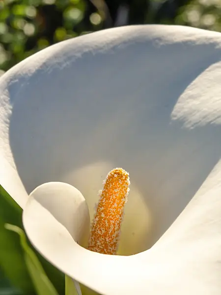 435191 - Golden calla (Zantedeschia aethiopica)