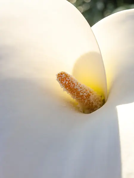 435193 - Golden calla (Zantedeschia aethiopica)