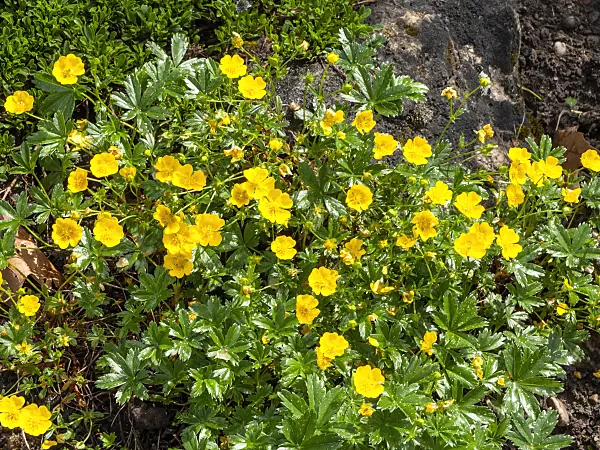 437295 - Golden cinquefoil (Potentilla aurea)