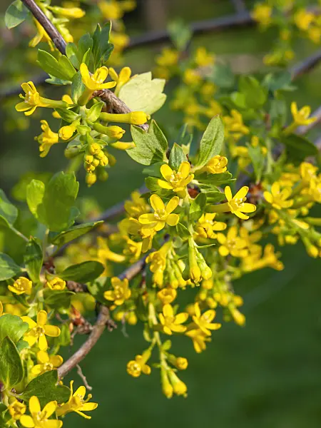 448015 - Golden currant (Ribes aureum)