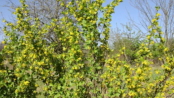 507195 - Golden currant (Ribes aureum)