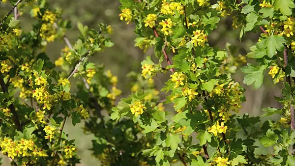 507196 - Golden currant (Ribes aureum)