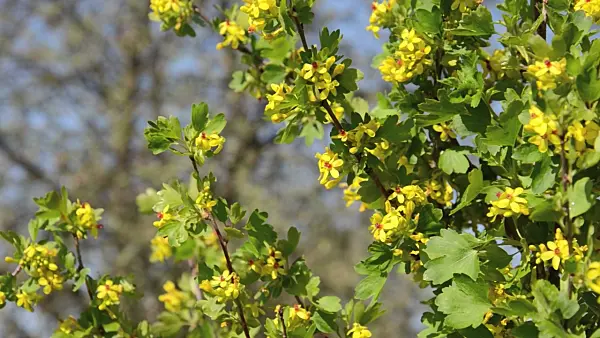 507197 - Golden currant (Ribes aureum)