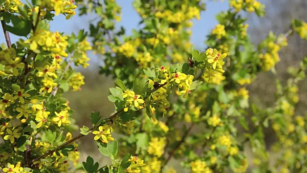 507198 - Golden currant (Ribes aureum)
