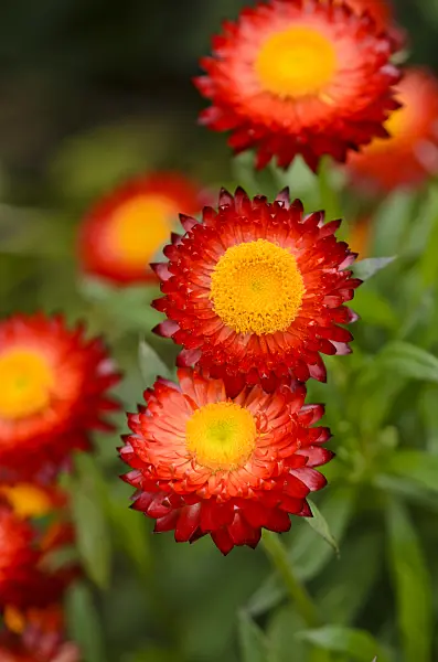 572071 - Golden everlasting (Xerochrysum bracteatum 'Sunbrella Red' syn. Helichrysum bracteatum 'Sunbrella Red')