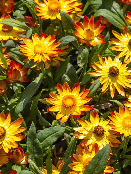 439268 - Golden everlasting (Xerochrysum bracteatum 'Sundaze Flame' syn. Helichrysum bracteatum 'Sundaze Flame')