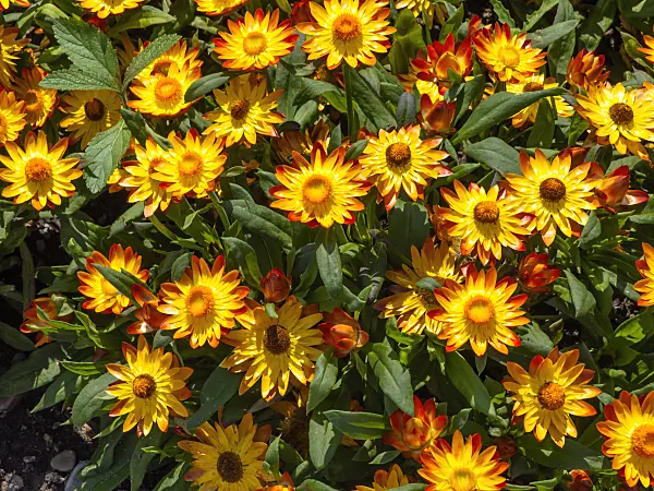 439269 - Golden everlasting (Xerochrysum bracteatum 'Sundaze Flame' syn. Helichrysum bracteatum 'Sundaze Flame')