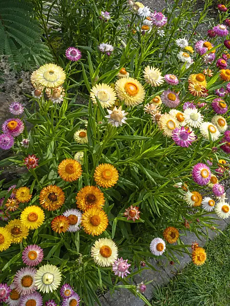 427072 - Golden everlasting (Xerochrysum bracteatum syn. Helichrysum bracteatum)