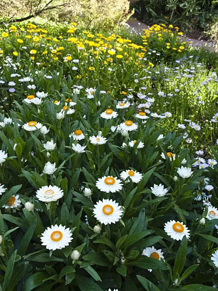 455055 - Golden everlasting (Xerochrysum bracteatum syn. Helichrysum bracteatum)