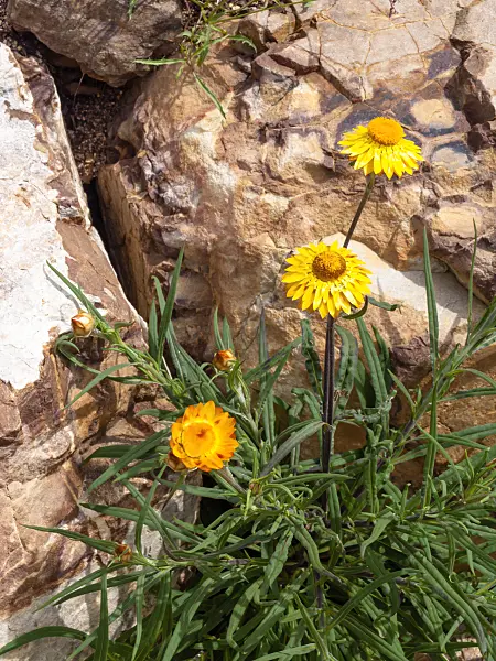 455326 - Golden everlasting (Xerochrysum bracteatum syn. Helichrysum bracteatum)