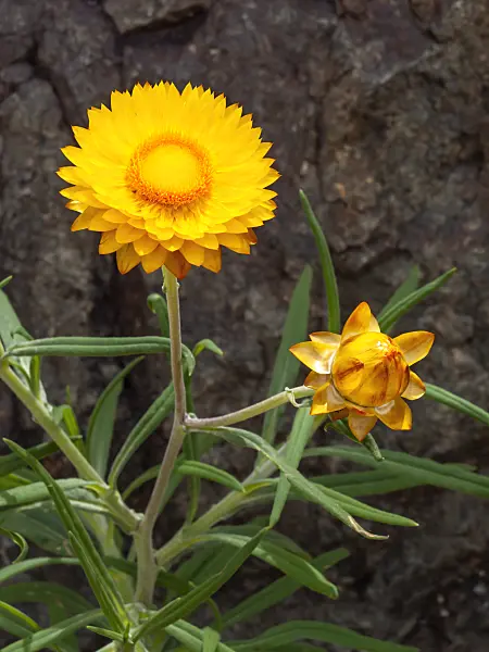 455329 - Golden everlasting (Xerochrysum bracteatum syn. Helichrysum bracteatum)