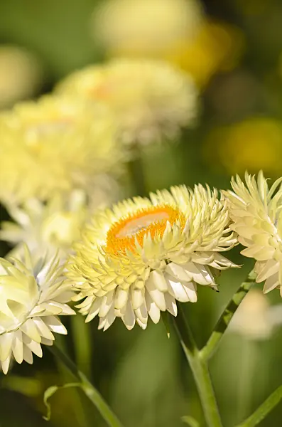 534448 - Golden everlasting (Xerochrysum bracteatum syn. Helichrysum bracteatum)