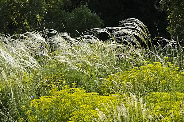 521127 - Golden feather grass (Stipa pulcherrima) and Seguier's spurge (Euphorbia seguieriana)