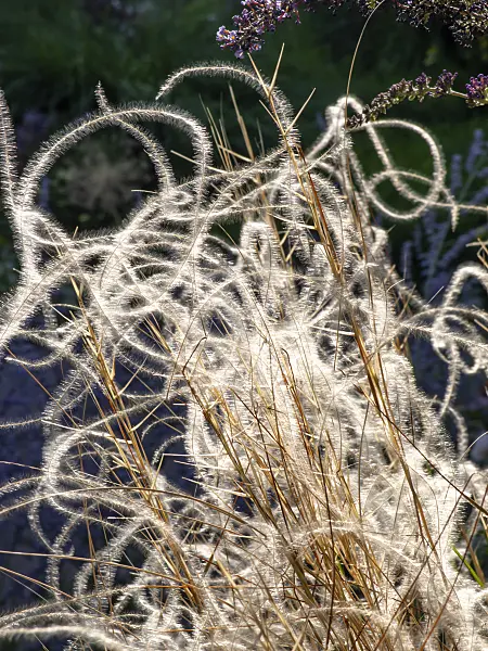 439383 - Golden feather grass (Stipa pulcherrima 'Barbata')