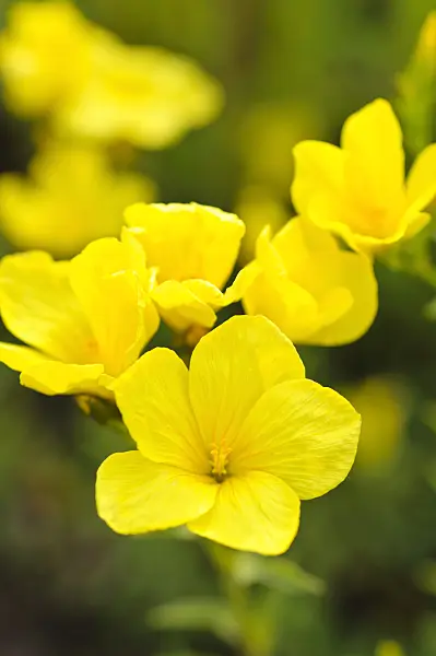 473332 - Golden flax (Linum flavum)