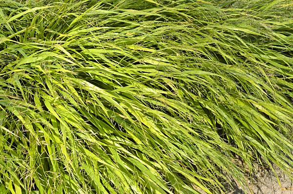 500102 - Golden grass (Milium effusum)