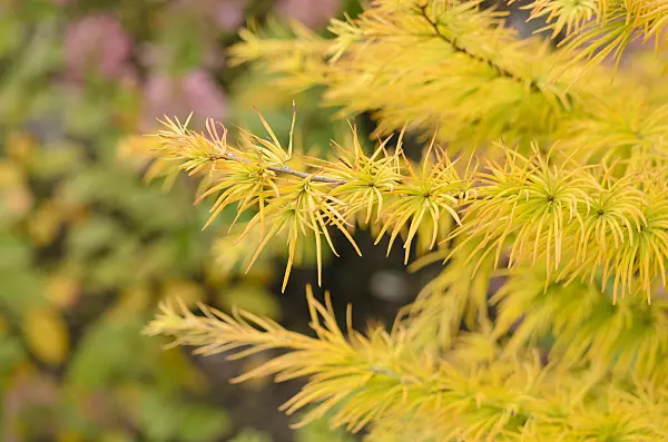 525061 - Golden larch (Pseudolarix amabilis)