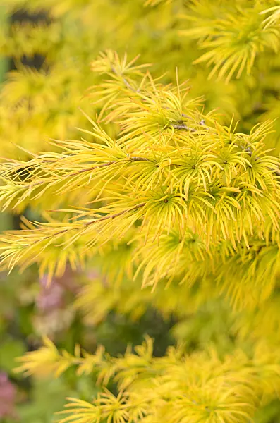 525062 - Golden larch (Pseudolarix amabilis)