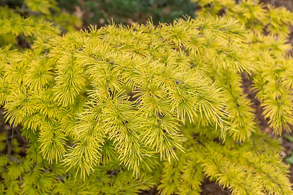 664344 - Golden larch (Pseudolarix amabilis)
