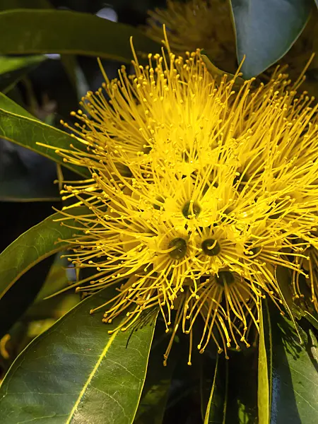 434146 - Golden penda (Xanthostemon chrysanthus)