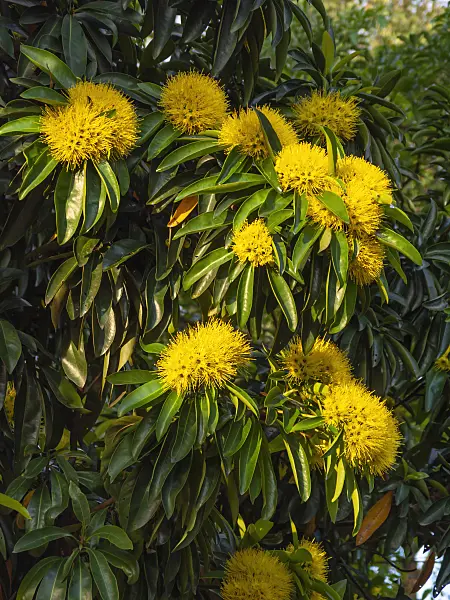 434147 - Golden penda (Xanthostemon chrysanthus)