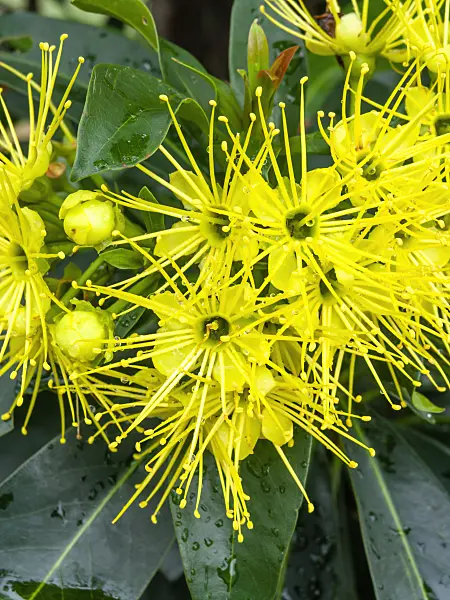 455406 - Golden penda (Xanthostemon chrysanthus)