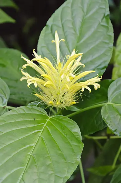 467053 - Golden plume (Schaueria flavicoma)