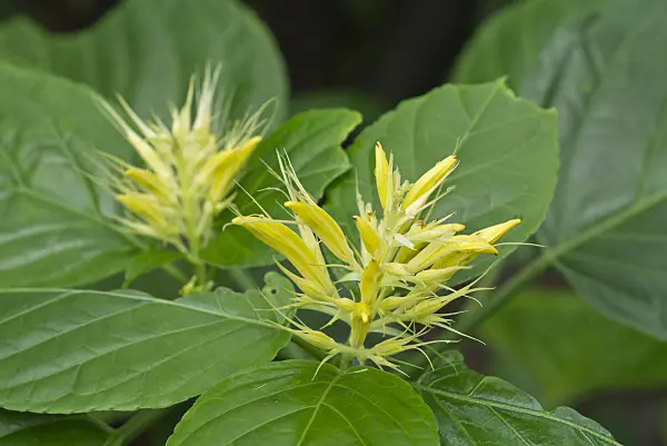 554012 - Golden plume (Schaueria flavicoma)