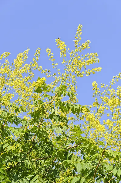 486148 - Golden rain tree (Koelreuteria paniculata)