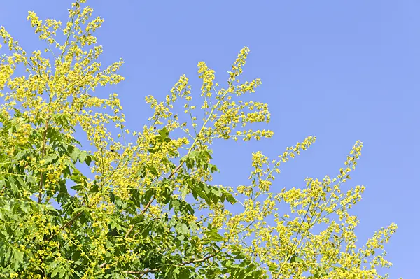 486149 - Golden rain tree (Koelreuteria paniculata)