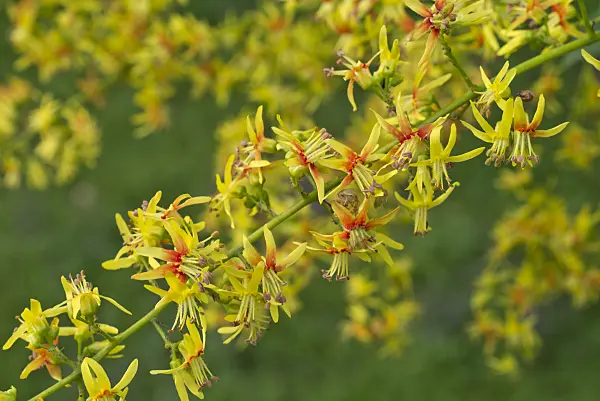 558336 - Golden rain tree (Koelreuteria paniculata)