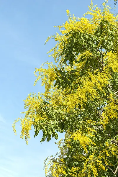 616248 - Golden rain tree (Koelreuteria paniculata)
